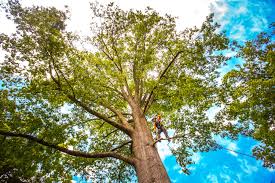 How Our Tree Care Process Works  in  Island Lake, IL