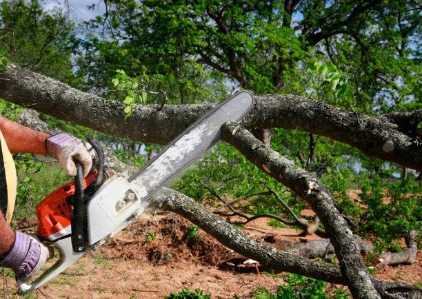 Professional Tree Care  in Island Lake, IL